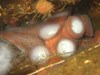 Photo of Enteroctopus dofleini
